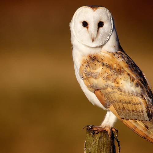 LittleOwl